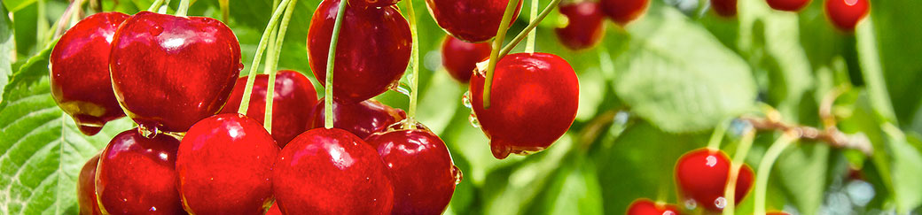 investment funds banner